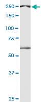 Anti-DIDO1 Mouse Monoclonal Antibody [clone: 3B1]