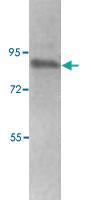 Anti-HSP90AB1 Rabbit Polyclonal Antibody