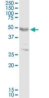 Anti-FOXP3 Rabbit Polyclonal Antibody