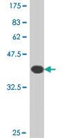 Anti-NFATC2 Mouse Polyclonal Antibody