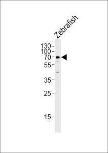 Anti-LCP1 Rabbit Polyclonal Antibody