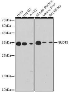 Western blot analysis of extracts of various cell lines, using Anti-NUDT5 Antibody [ARC2525] (A307291) at 1:1000 dilution. The secondary Antibody was Goat Anti-Rabbit IgG H&L Antibody (HRP) at 1:10000 dilution. Lysates/proteins were present at 25 µg per lane