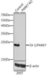 Western blot analysis of extracts from normal (control) and DJ-1/PARK7 knockout (KO) 293T cells, using Anti-PARK7 / DJ1 Antibody (A12745) at 1:1,000 dilution. The secondary antibody was Goat Anti-Rabbit IgG H&L Antibody (HRP) at 1:10,000 dilution.