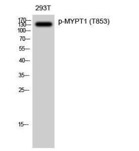 Western blot analysis of 293T cells using Anti-MYPT1 (phospho Thr853) Antibody