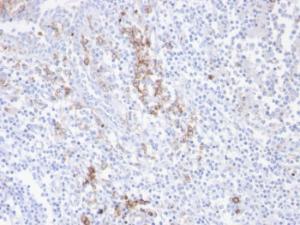 Immunohistochemical analysis of formalin-fixed, paraffin-embedded human tonsil using Anti-CD38 Antibody [CD38/4247R]