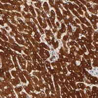 Anti-RPGR Rabbit Polyclonal Antibody