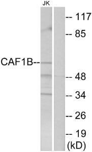 Western blot analysis of lysates from Jurkat cells using Anti-CAF1B Antibody. The right hand lane represents a negative control, where the antibody is blocked by the immunising peptide