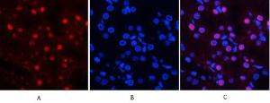 Immunofluorescence analysis of rat kidney tissue using Anti-MYPT1 (phospho Thr853) Antibody (red) at 1:200 (4 °C overnight). Cy3 labelled secondary Antibody was used at 1:300 (RT 50 min). Panel A: Target. Panel B: DAPI. Panel C: Merge