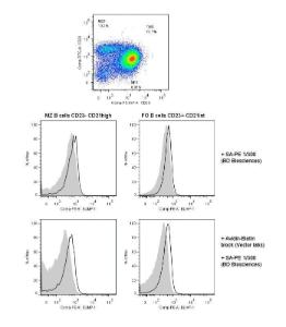 Anti-Blimp-1 Mouse Monoclonal Antibody (Biotin) [clone: 3H2-E8]