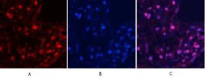 Immunofluorescence analysis of human lung tissue using Anti-MYPT1 (phospho Thr853) Antibody (red) at 1:200 (4 °C overnight). Cy3 labelled secondary Antibody was used at 1:300 (RT 50 min). Panel A: Target. Panel B: DAPI. Panel C: Merge