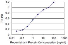 Anti-DIDO1 Mouse Monoclonal Antibody [clone: 3B1]