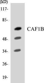 Western blot analysis of the lysates from RAW2647 cells using Anti-CAF1B Antibody