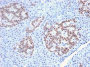 Immunohistochemical analysis of formalin-fixed, paraffin-embedded human pancreas using Anti-HNF1 alpha Antibody [HNF1A/2087]