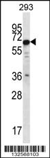 Anti-PHACTR3 Rabbit Polyclonal Antibody