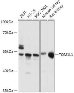 Western blot analysis of extracts of various cell lines, using Anti-TOM1L1 Antibody (A308309) at 1:1000 dilution