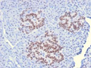 Immunohistochemical analysis of formalin-fixed, paraffin-embedded human pancreas using Anti-HNF1 alpha Antibody [HNF1A/2087]