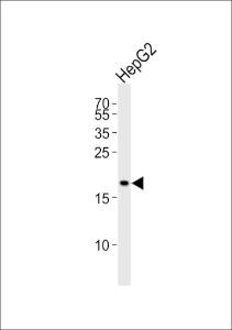 Anti-PPIF Rabbit Polyclonal Antibody