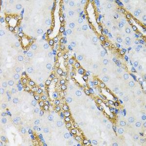 Immunohistochemistry analysis of paraffin-embedded mouse kidney using Anti-GRP94 Antibody (A12747) at a dilution of 1:200 (40x lens). Perform microwave antigen retrieval with 10 mM PBS buffer pH 7.2 before commencing with IHC staining protocol.