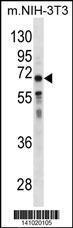 Anti-GGT1 Rabbit Polyclonal Antibody (AP (Alkaline Phosphatase))