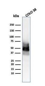 Western blot analysis of COLO-38 cell lysate using Anti-SOX10 Antibody [SOX10/991]