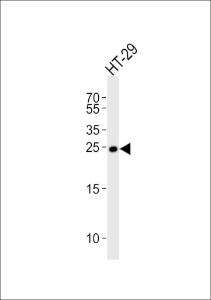 Anti-MAD2L1 Rabbit Polyclonal Antibody