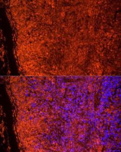 Immunofluorescence analysis of mouse spleen cells using Anti-TLR7 Antibody (A12749) at a dilution of 1:20 (40x lens). DAPI was used to stain the cell nuclei (blue).