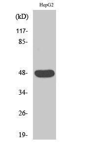 Western blot analysis of various cells using Anti-CADM2 Antibody