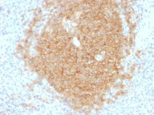 Anti-CD40 Mouse Monoclonal Antibody [Clone: C40/1605]