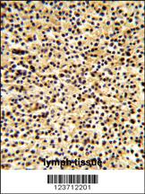 Anti-DTX1 Rabbit Polyclonal Antibody