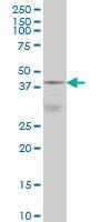 Anti-DNAJB5 Mouse Monoclonal Antibody [clone: 1C3]