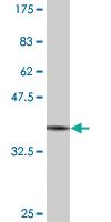 Anti-BOLL Mouse Monoclonal Antibody [clone: 2G4]