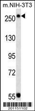 Anti-TSC2 Mouse Monoclonal Antibody (HRP (Horseradish Peroxidase)) [clone: 249CT19.1.3]