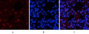 Immunofluorescence analysis of rat lung tissue using Anti-mTOR (phospho Ser2448) Antibody (red) at 1:200 (4°C overnight). Cy3 labelled secondary antibody was used at 1:300 (RT 50min). Panel A: Target. Panel B: DAPI. Panel C: Merge.