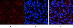 Immunofluorescence analysis of rat lung tissue using Anti-mTOR (phospho Ser2448) Antibody (red) at 1:200 (4°C overnight). Cy3 labelled secondary antibody was used at 1:300 (RT 50min). Panel A: Target. Panel B: DAPI. Panel C: Merge.