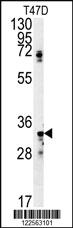 Anti-SIAH2 Rabbit Polyclonal Antibody