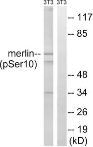 Antibody A94184-100