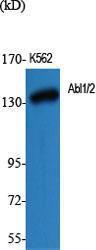 Western blot analysis of various cells using Anti-c-Abl Antibody