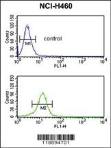 Anti-CTAG2 Rabbit Polyclonal Antibody