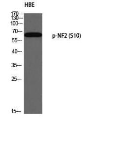 Antibody A94184-100