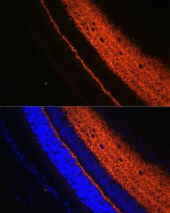 Immunofluorescence analysis of rat eye using Anti-Synaptotag min Antibody (A12750) at a dilution of 1:100 (40X lens). DAPI was used to stain the cell nuclei (blue)