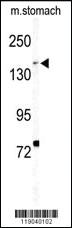 Anti-BCOR Rabbit Polyclonal Antibody