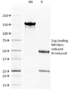 Anti-CD40 Mouse Monoclonal Antibody [Clone: C40/1605]