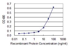 Anti-SSX2 Polyclonal Antibody Pair