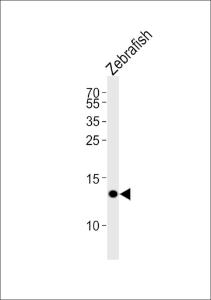 Anti-FABP10A Rabbit Polyclonal Antibody