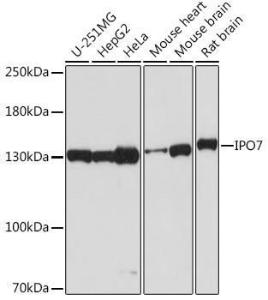 Antibody A305743-100 100 µl