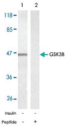 Anti-GSK3B Rabbit Polyclonal Antibody