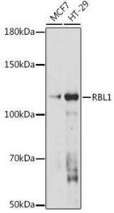 Western blot analysis of extracts of various cell lines, using Anti-p107 Antibody (A308312) at 1:1,000 dilution