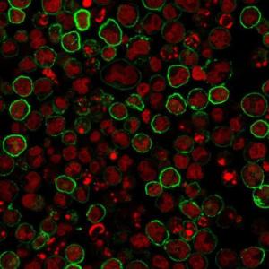 Immunofluorescent analysis of Raji cells stained with Anti-CD20 Antibody [L26] followed by Goat Anti-Mouse IgG (CF&#174; 488) (Green). Nuclei are stained with RedDot.