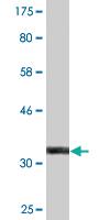 Anti-ZFAND3 Mouse Monoclonal Antibody [clone: 2D2]