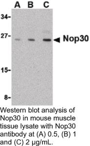 Anti-NOP30 Rabbit Polyclonal Antibody